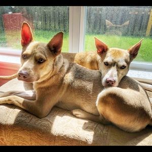 Meet your Posher, Skskyeler